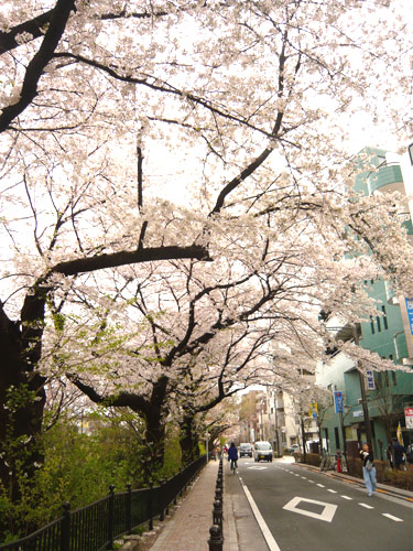 途中の桜